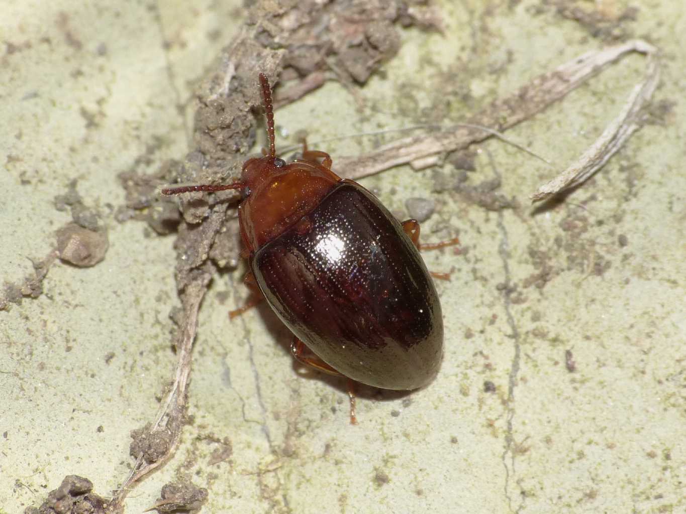 Chrysomelidae? No. Tenebrionidae: Scaphidema metallicum